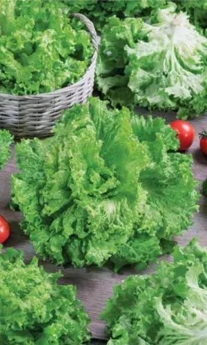 Семена Салат Урожайный 0,25 гр (УД) Е/П