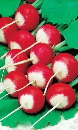Семена Редис Розово-Красный с Белым Кончиком 2 гр (Марс) Б/П