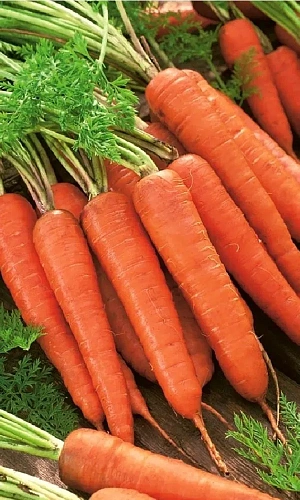 Семена Морковь Лосиноостровская-13 1гр (УД) Е/П